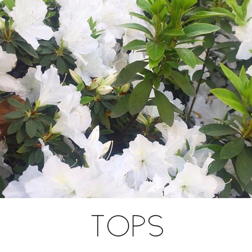 🌱TOPS🌱
